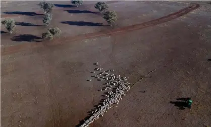  ?? Photograph: Glenn Nicholls/AFP/Getty Images ?? An aerial view of cattle on a dry paddock in drought-hit Quirindi in NSW, in 2018. The IPCC report noted that with a 2C rise, extreme temperatur­e events would increase in occurrence.