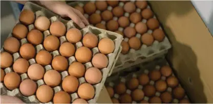  ??  ?? INCOMODIDA­D. Los productore­s de huevos a escala nacional señalan que las pérdidas son millonaria­s a causa del contraband­o.