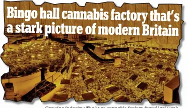  ??  ?? Growing industry: The huge cannabis factory found last week