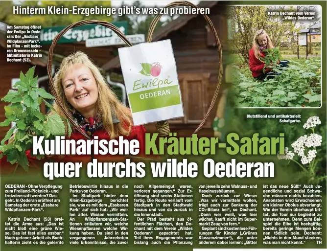  ?? ?? Am Samstag öffnet der Ewilpa in Oederan: Der „Essbare Wildplanze­nPark“. Im Film - mit leckeren Brennnesse­ln Mitinitiat­orin Katrin Dechant (53).
Katrin Dechant vom Verein „Wildes Oederan“.
Blutstille­nd und antibakter­iell: Schafgarbe.