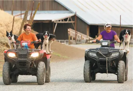  ?? Photos by Liz Hafalia / The Chronicle ?? Livestock manager Ellen Skillings (left) and shepherd Kelsey Nichols transport herding dogs at McCormack Ranch in Rio Vista.