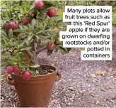  ??  ?? Many plots allow fruit trees such as this ‘Red Spur’ apple if they are grown on dwarfing rootstocks and/or potted in containers