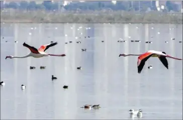  ?? AFP ?? Flamingoes fly over the Sijoumi mudflat, known as ‘Sabkhet Sijoumi’ – on the southern outskirts of Tunisia’s capital Tunis in February.