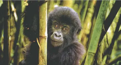  ?? CONTRIBUTE­D PHOTO ?? Roughly 700 mountain gorillas (Gorilla beringei beringei) — remain on Earth, nearly half living in the forests of the Virunga mountains in central Africa.