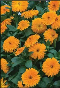  ?? (TNS/Norman Winter) ?? Lady Godiva calendulas come in orange and yellow and reach 16 inches tall and 18 inches wide.