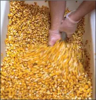  ?? ?? Lopez scoops corn as she makes masa.