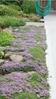  ??  ?? Creeping thyme, in this case beside the paved area, where it can be tromped on to lend the air a delicious scent.