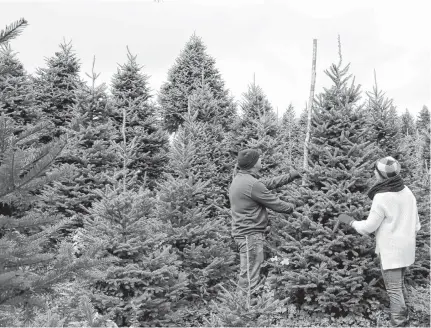 ??  ?? David and Jenna Lee Mombourque­tte are the owners and operators of Green Hills Farm in Albert Bridge, Cape Breton. They offer some hacks to make sure your tree stays fresh throughout the holidays.