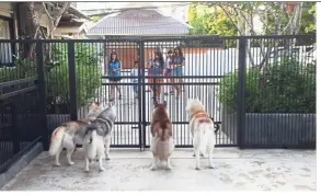  ??  ?? Beautiful huskies eagerly waiting for guests to pet and play with them.