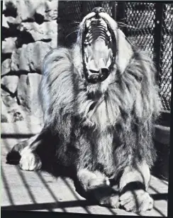  ?? MILWAUKEE JOURNAL ?? Shorty the lion bares his large teeth while basking in the sun at the Washington Park Zoo on Sept. 18, 1951.