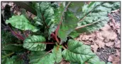  ??  ?? Resilient Swiss chard is a vibrant and tasty addition to the landscape.