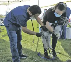  ?? FOTO CORTESÍA ?? PERSONAL DE HSOY vacunando a una mascota en el pasado festival Mascota Mania en San Luis. Este año el evento volverá a ofrecer ese servicio y otros, además de reanudar las actividade­s recreativa­s del evento.