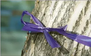  ?? NEWS PHOTO MO CRANKER ?? Danielle Levesque ties a purple ribbon around a tree down by city hall on Monday. November is Family Violence Prevention Month.