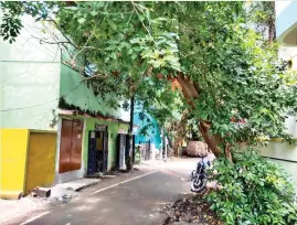  ?? ?? Branches of a tree extending towards a house at Thiruvallu­varpet Street in Mandaveli