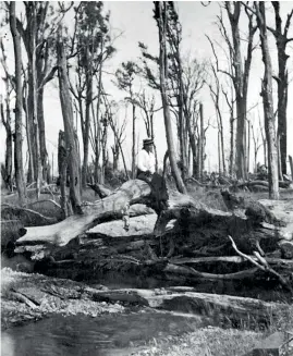  ??  ?? A young Violet May Cottrell sits on a fallen tree at Kiritaki, before her interest in the spirit world flourished.