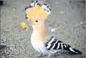  ??  ?? Hoopoe