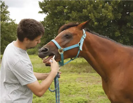  ??  ?? fecal testing under your vet’s guidance will help you choose the most targeted dewormer to use in light of increasing drugresist­ance among internal parasites.