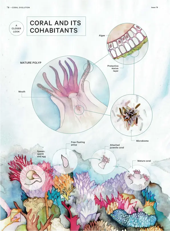  ??  ?? MATURE POLYP Protective mucus layer Mouth Microbiome Free-floating polyp Attached juvenile coral Spawn: sperm and egg Mature coral Algae