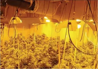  ??  ?? Police uncovered a huge cannabis farm at a house on Westerdale Drive, Banks