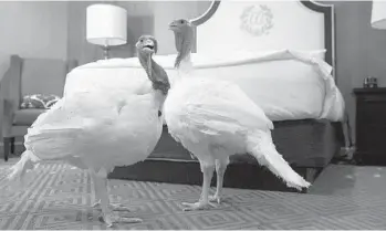  ?? JACQUELYN MARTIN/AP ?? Two turkeys that were to be pardoned by President Donald Trump hang out in their hotel room at the Willard InterConti­nental Hotel on Monday in Washington. This is the real photo caption, we didn’t make it up.