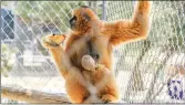  ??  ?? (Below) Asteriks snacks on a piece of fruit as her 2-week-old baby nurses Thursday at the Gibbon Center.