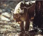  ?? Tupper Blake / Special to The Chronicle ?? A cougar, much like the one pictured here in California, was spotted again in New Canaan Thursday, animal control reported.