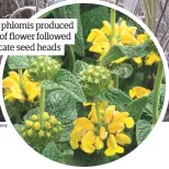  ??  ?? Several phlomis produced whorls of flower followed by intricate seed heads