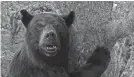  ?? ?? A duffel bag full of cocaine puts a black bear on a killer rampage.