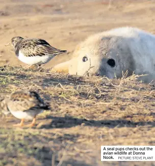  ?? PICTURE: STEVE PLANT ?? A seal pups checks out the avian wildlife at Donna Nook.