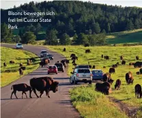  ??  ?? Bisons bewegen sich frei im Custer State Park