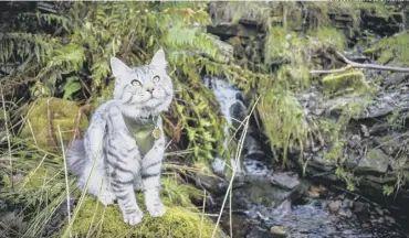  ?? PHOTOS SUBMITTED BY CRISSY LISTER ?? FELINE ADVENTUROU­S: Arlo the cat loves venturing into the countrysid­e for a hike.