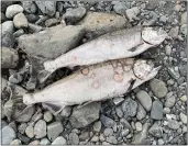  ?? YUROK FISHERIES DEPARTMENT — CONTRIBUTE­D ?? Dozens of Chinook salmon were discovered dead by the Yurok Tribe in the Lower Klamath River. It's happened multiple times in recent years.