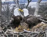  ?? EARTH CONSERVATI­ON CORPS VIA AP ?? This image from video provided by Earth Conservati­on Corps Eagle Cam, shows Bald Eagles Liberty and Justice on their nest in Washington. It’s a tale containing seemingly everything you’d need for a proper soap opera: star-crossed lovers, a stable relationsh­ip threatened by younger suitors, pregnancy and loss, and a hungry raccoon. Washington­ians, along with a global community of eaglewatch­ers, have been transfixed this winter by the tale of Liberty and Justice, a pair of bald eagles who have nested and raised eaglets together for 14 years on the grounds of Washington’s police academy