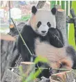  ?? FOTO: DPA ?? Panda-Dame Meng Meng knabbert an einer Bambusstan­ge.