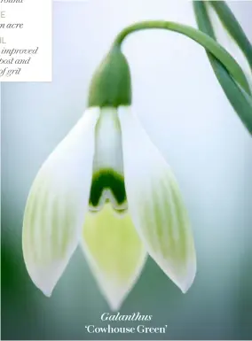  ??  ?? Galanthus ‘Cowhouse GAPRREIELN­2F0’E2B0R1U1A1