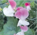  ?? HELEN CHESNUT PHOTOS ?? Smaller-flowered sweet peas such as Painted Lady in pink and white are prolific and easy to grow.