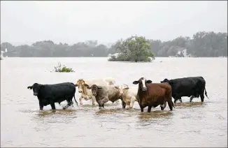  ?? JAY JANNER / AMERICAN-STATESMAN ?? Cattle are stranded in a flooded pasture Monday along Highway 71 in La Grange. Impassable roads and continued rain have hampered ranchers and response teams.