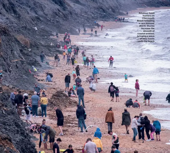  ??  ?? Amateur fossil hunters on Charmouth Beach following a rare summer storm. Storms increase the amount of coastal erosion, bringing a wave of new fossils onto the beach