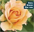  ??  ?? Dewy Bronze Star rose