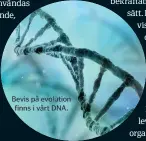  ??  ?? Bevis på evolution finns i vårt DNA.