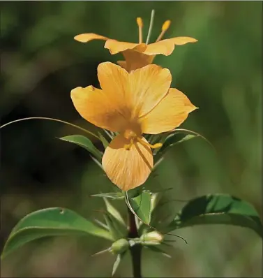  ??  ?? Barleria Prionitis.