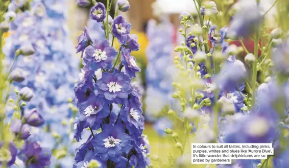  ??  ?? In colours to suit all tastes, including pinks, purples, whites and blues like ‘Aurora Blue’, it’s little wonder that delphinium­s are so prized by gardeners