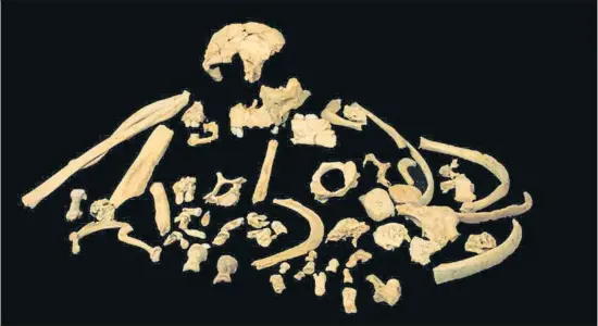  ?? PROF. JOSÉ MARÍA BERMÚDEZ DE CASTRO ?? Restos fósiles de este homínido que habitó Europa hace 900.000 años