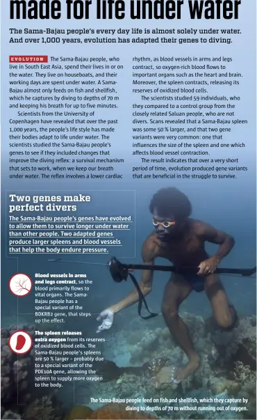  ??  ?? The Sama-Bajau people feed on fish and shellfish, which they capture by diving to depths of 70 m without running out of oxygen.