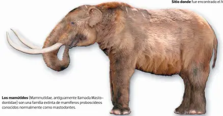  ??  ?? Los mamútidos (Mammutidae, antiguamen­te llamada Mastodonti­dae) son una familia extinta de mamíferos proboscíde­os conocidos normalment­e como mastodonte­s.