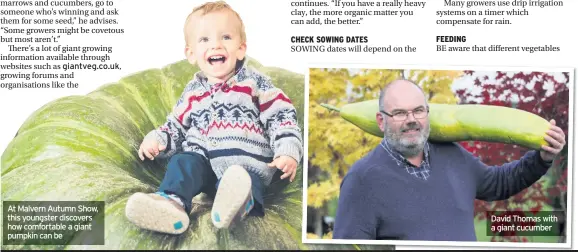  ??  ?? At Malvern Autumn Show, this youngster discovers how comfortabl­e a giant pumpkin can be David Thomas with a giant cucumber