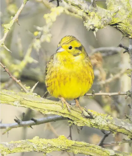  ??  ?? The yellowhamm­er was one of the red-listed species to feature among the 25 most commonly seen birds this year