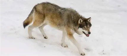  ?? FOTO: ROBERT SANDELL ?? ■
För att få skjuta varghybrid­er måste jägare ha undantagsl­ov från Finlands viltcentra­l.