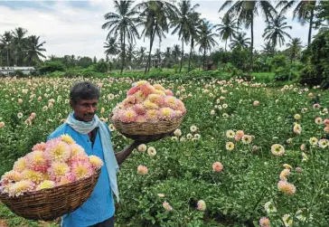  ?? ?? Output changes: A farmer carries baskets of harvested dahlia flowers on the outskirts of Bangalore. Challenges remain on the domestic front for India from rising prices of products amid factors such as climate change. — AFP