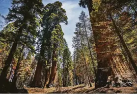  ?? Carlos Avila Gonzalez / The Chronicle ?? A grove of giant sequoia trees in Mountain Home State Demonstrat­ion Forest outside Springvill­e (Tulare County). Crews and research teams have been planting trees in reforestat­ion projects.